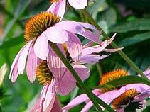 <BR>Plant&nbsp;Source:Echinacea&nbsp;purpurea.&nbsp;