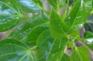 <BR>Plant&nbsp;Source:&nbsp;Polygonum&nbsp;cuspidatum.&nbsp;