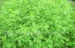 <BR>Plant&nbsp;Source:&nbsp;Arternisiaannua&nbsp;L&nbsp;