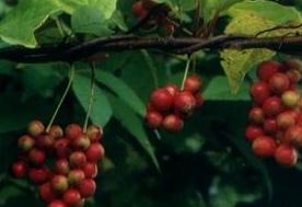 <BR>Schisandra&nbsp;Extract&nbsp;&nbsp;&nbsp;&nbsp;