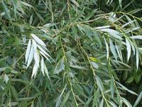 <BR>Plant&nbsp;Source:Salix&nbsp;alba&nbsp;L.&nbsp;&nbsp;&nbsp;&nbsp;