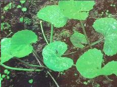 <BR>ASIATIC&nbsp;PENNYWORT