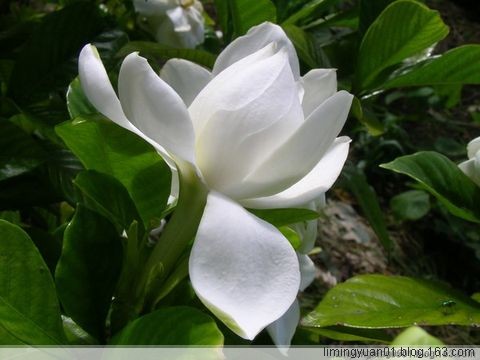 <BR>Plant&nbsp;source:&nbsp;