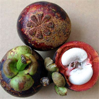 <P>Integredients:Mangostin,Xanthones,Polyphenol<BR>Spec.:10%,30%,50%,90%