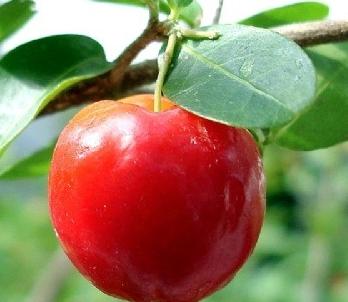 Plant&nbsp;source:Malpighia&nbsp;glabra