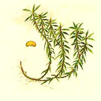 <P>Plant&nbsp;source:&nbsp;Lycopodium&nbsp;serratum<BR>CAS&nbsp;No.:&nbsp;102518-79-6&nbsp;&nbsp;&nbsp;