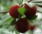 <P>Plant&nbsp;source:Myrica&nbsp;rubra&nbsp;Bieb.et&nbsp;Zucc<BR>Apperance:yellow&nbsp;to&nbsp;green&nbsp;powder&nbsp;<BR>CAS.:529-44-2&nbsp;&nbsp;